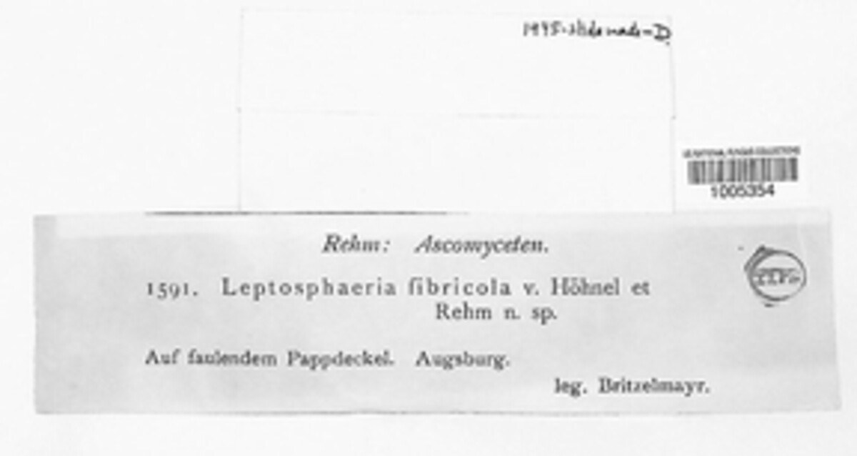 Leptosphaeria fibrincola image